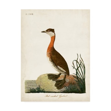 John Latham 'Red-Necked Grebe' Canvas Art,18x24